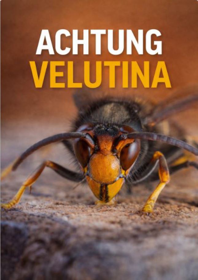 Vespa Velutina Kompendium